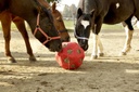 Feed Play Ball red for Horses  152274_mood01_3210386+21.jpg