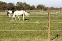 AKO Premium Horse Wire  wit 8mm-250m 87977_mood01_44873+13.jpg